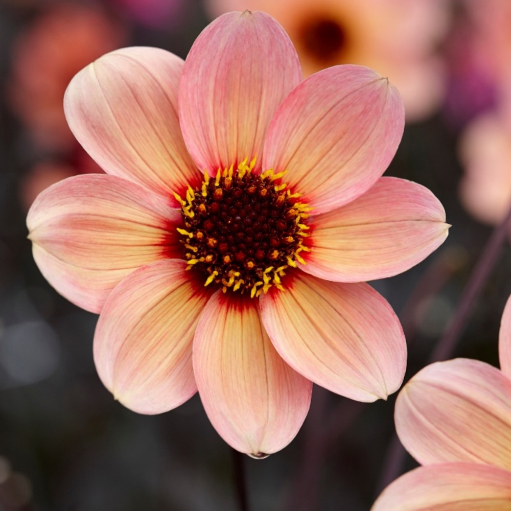 Meet your Posher, Hailey